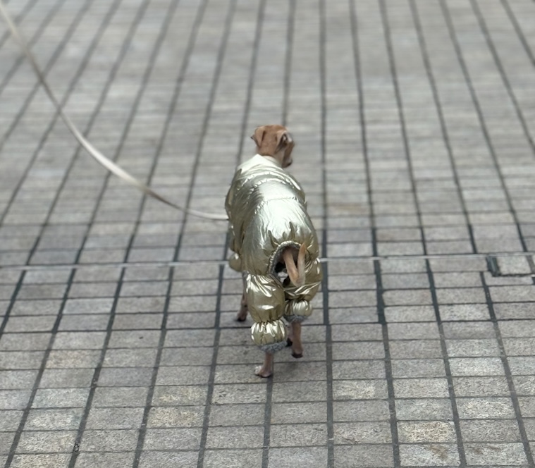 Photo of a whippet wearing a gold puffer jacket, taken in Holland Park